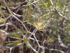 Asparagus retrofractus