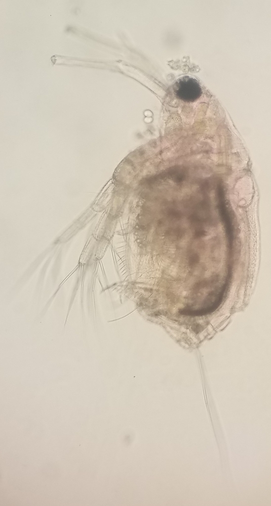 armed waterflea