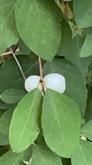 Symphoricarpos