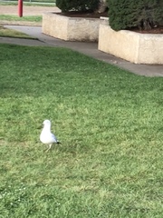 Larus delawarensis