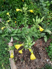 Oenothera jamesii