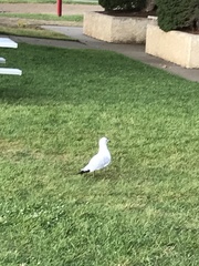 Larus delawarensis