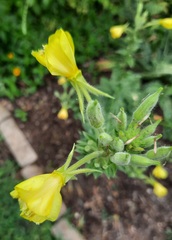 Oenothera jamesii