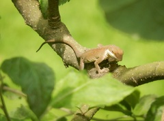 Anolis carolinensis