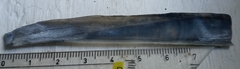 Ensis minor