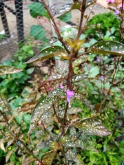 Hypoestes phyllostachya