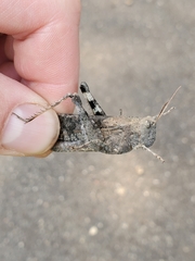 Trimerotropini