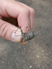 Trimerotropini