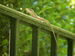 Anolis carolinensis