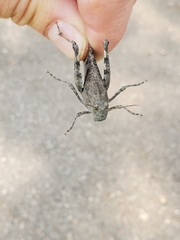 Trimerotropini