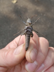 Trimerotropini