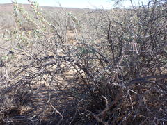 Hertia cluytiifolia