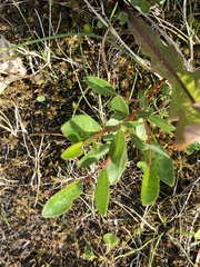 Salix arbuscula