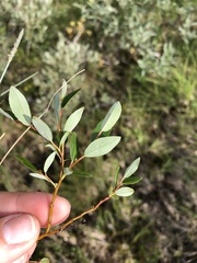 Salix arbuscula
