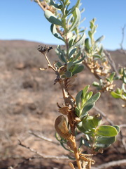Hertia cluytiifolia