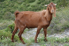 Domestic Goat photo 2