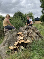 Cerioporus squamosus