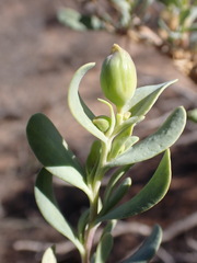 Hertia cluytiifolia