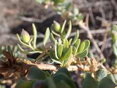 Hertia cluytiifolia
