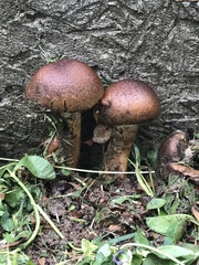 Gymnopilus junonius