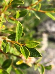 Salix arbuscula