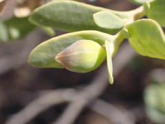 Hertia cluytiifolia