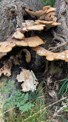 Cerioporus squamosus