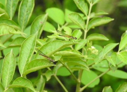 Southern heliodor photo 5