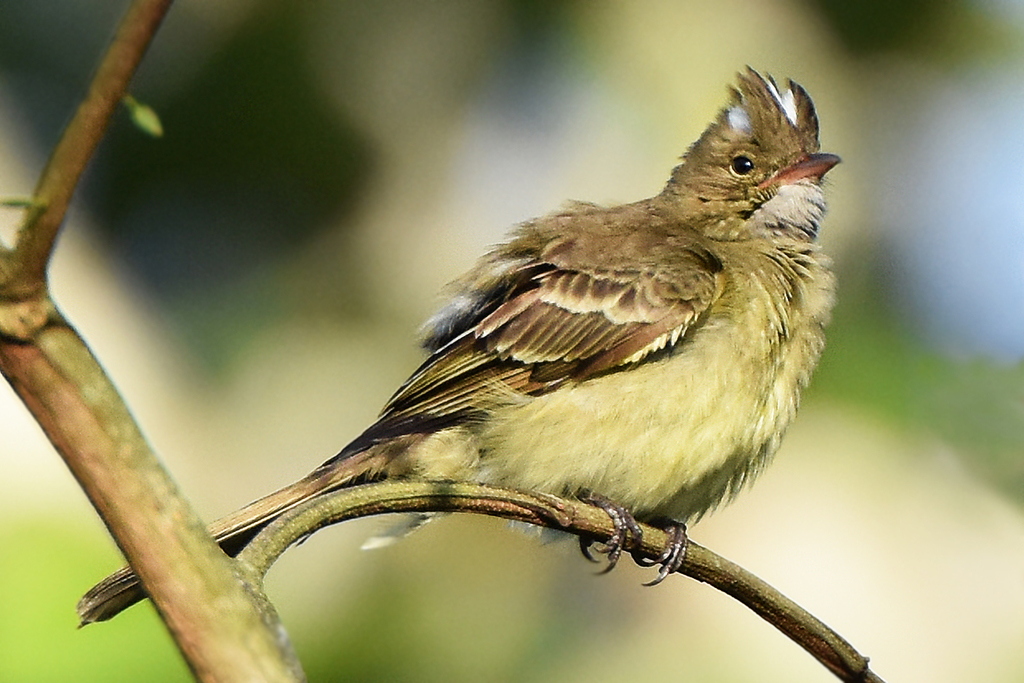 Mottle-backed Elaenia photo