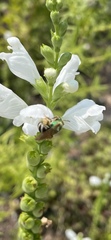 Agapostemon virescens