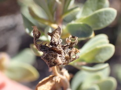 Hertia cluytiifolia