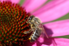 Apis mellifera