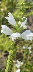 Agapostemon virescens