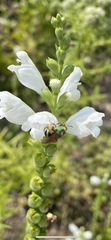 Agapostemon virescens