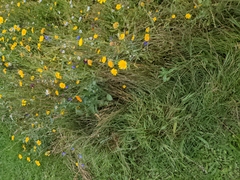 Cosmos bipinnatus