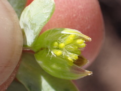 Hertia cluytiifolia