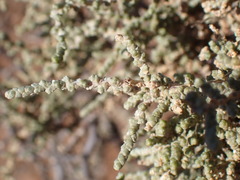 Caroxylon aphyllum