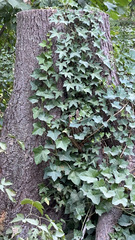 Hedera helix