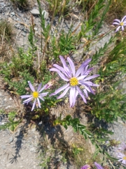 Eucephalus ledophyllus
