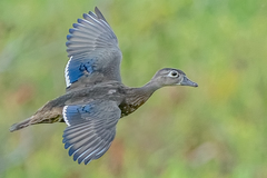 Wood Duck photo 4