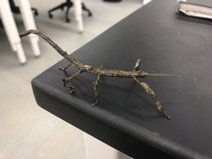 Pterinoxylus