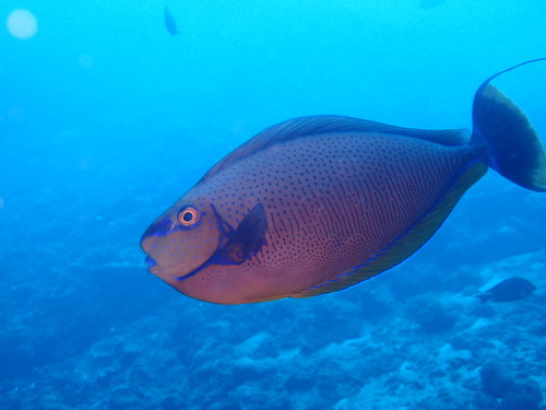 Bignose unicornfish
