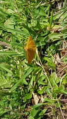 Crocota pseudotinctaria