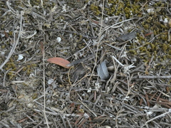 Geomantis larvoides