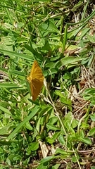 Crocota pseudotinctaria