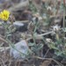 photo of Bristly Oxtongue (Helminthotheca echioides)