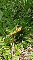 Crocota pseudotinctaria