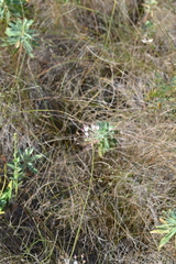 Allium inaequale