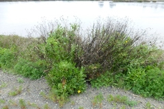 Grindelia stricta angustifolia