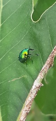 Eurhinus